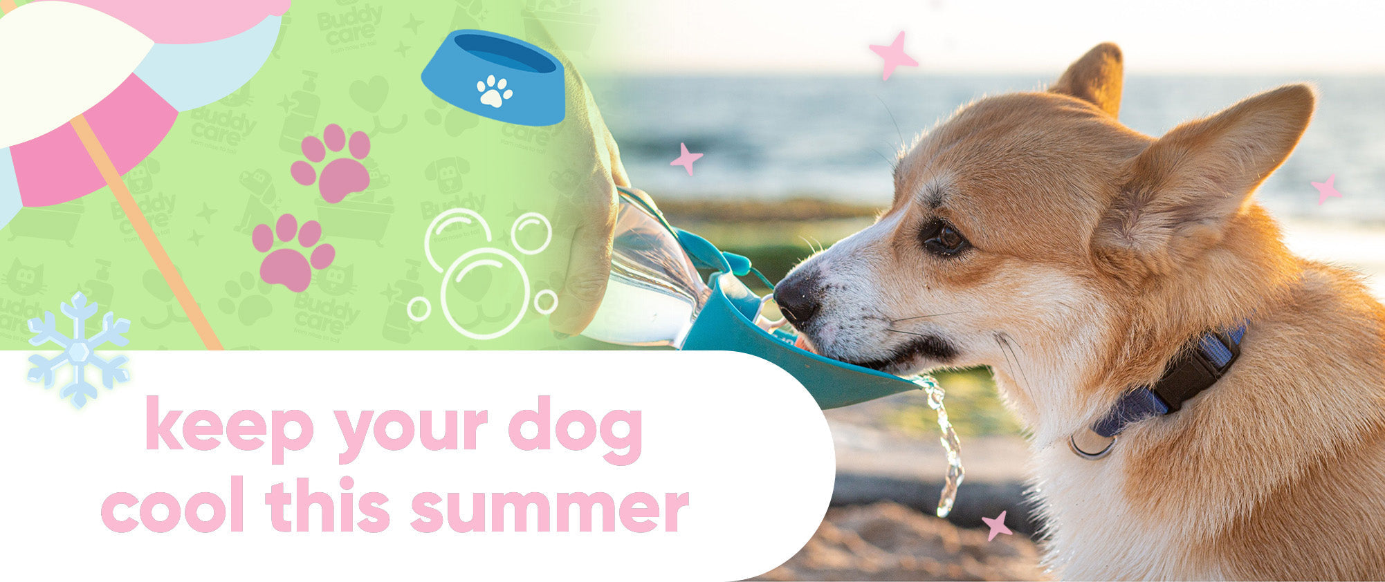 How to Keep Your Buddy Cool This Summer 🐶☀️