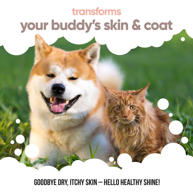 Scottish Salmon Oil for Dogs & Cats by Buddycare