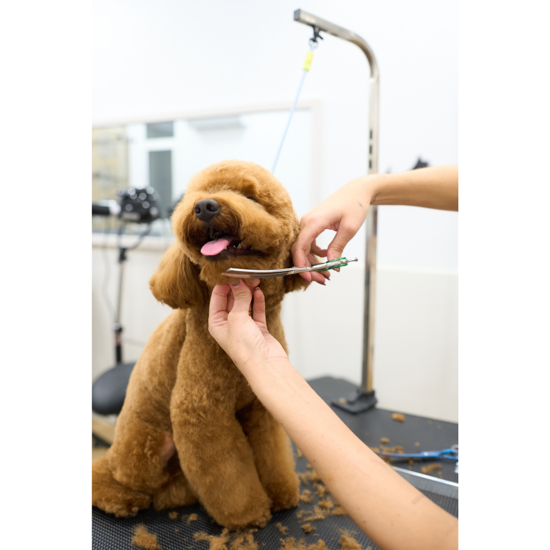 Dog grooming